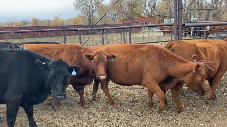 Dispersal Deal – 1,250 lb May-Calving Cows Ready to Work!- BC1015B5